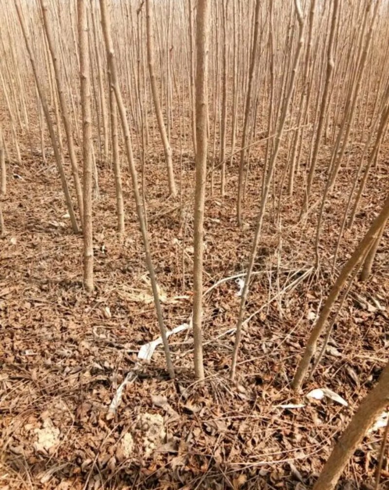 栾树苗处理占地苗南方北方都可以栽植耐寒