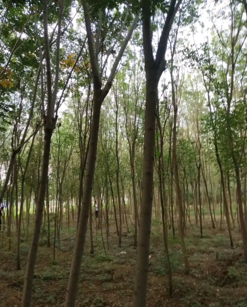 栾树苗处理占地苗南方北方都可以栽植耐寒