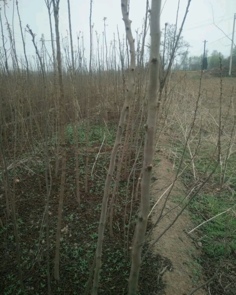 栾树苗处理占地苗南方北方都可以栽植耐寒