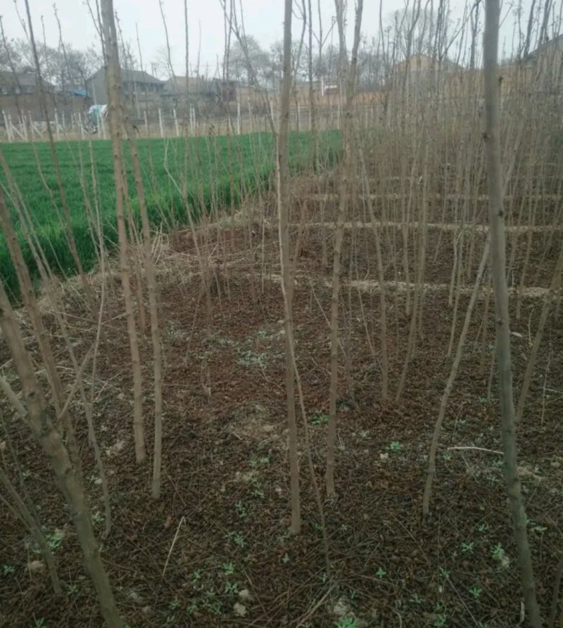 栾树苗处理占地苗南方北方都可以栽植耐寒