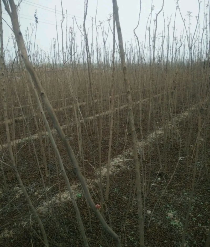 栾树苗处理占地苗南方北方都可以栽植耐寒