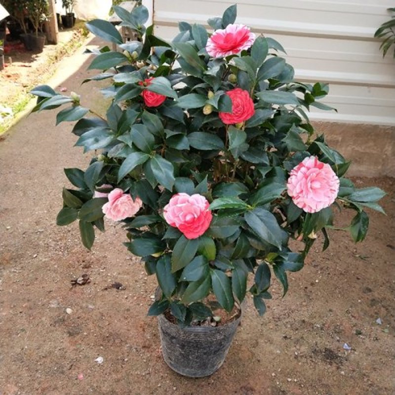 精品茶花品种庭院阳台种植品种规格齐全量大从优