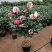 精品茶花品种庭院阳台种植品种规格齐全量大从优