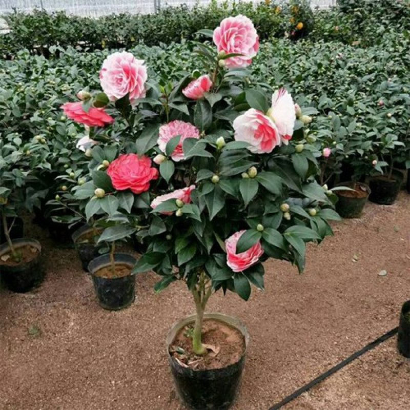 精品茶花品种庭院阳台种植品种规格齐全量大从优