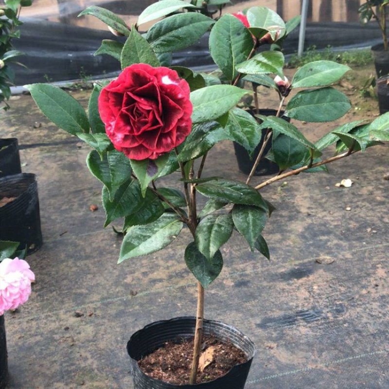 精品茶花品种庭院阳台种植品种规格齐全量大从优