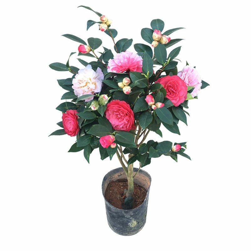 精品茶花品种庭院阳台种植品种规格齐全量大从优