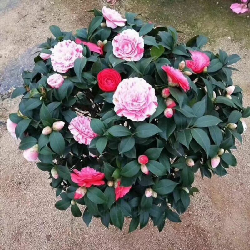 精品茶花品种庭院阳台种植品种规格齐全量大从优