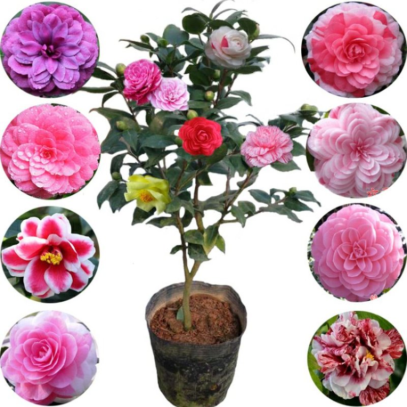 精品茶花品种庭院阳台种植品种规格齐全量大从优