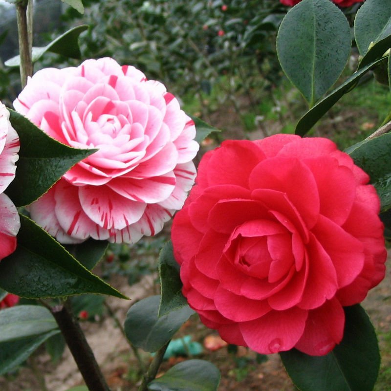精品茶花品种庭院阳台种植品种规格齐全量大从优
