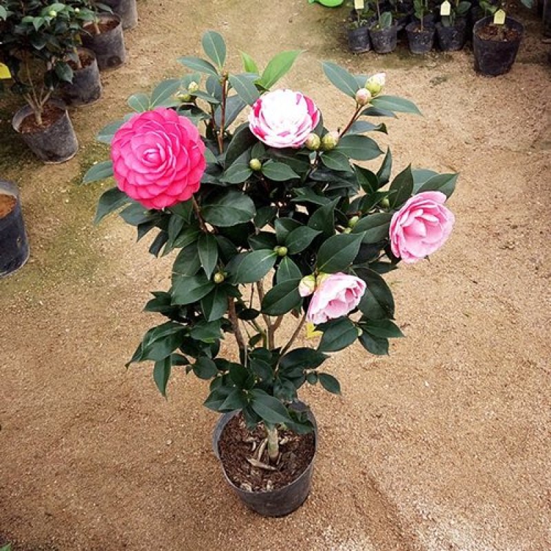 精品茶花品种庭院阳台种植品种规格齐全量大从优