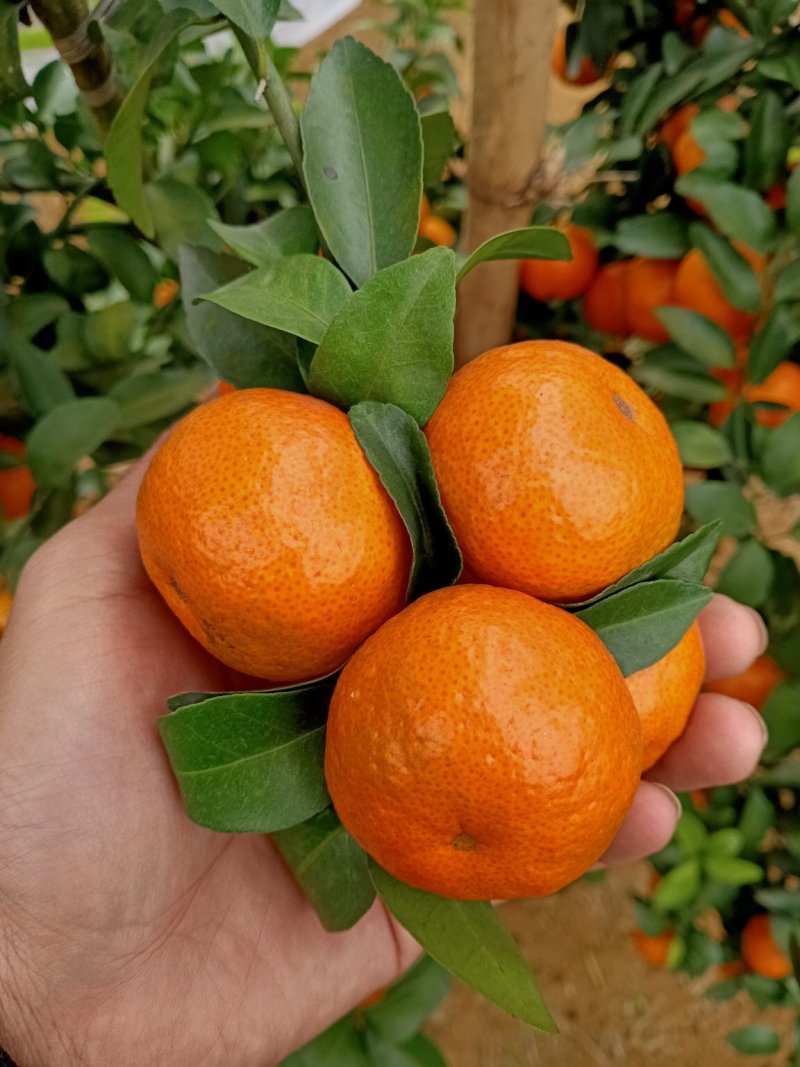 皮薄味甜多汁阳朔砂糖橘一件免邮，大量采购也可以