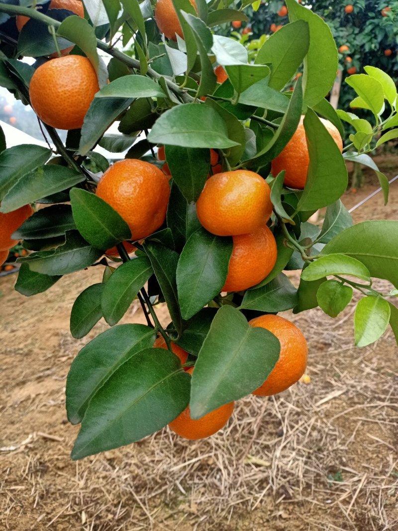 皮薄味甜多汁阳朔砂糖橘一件免邮，大量采购也可以