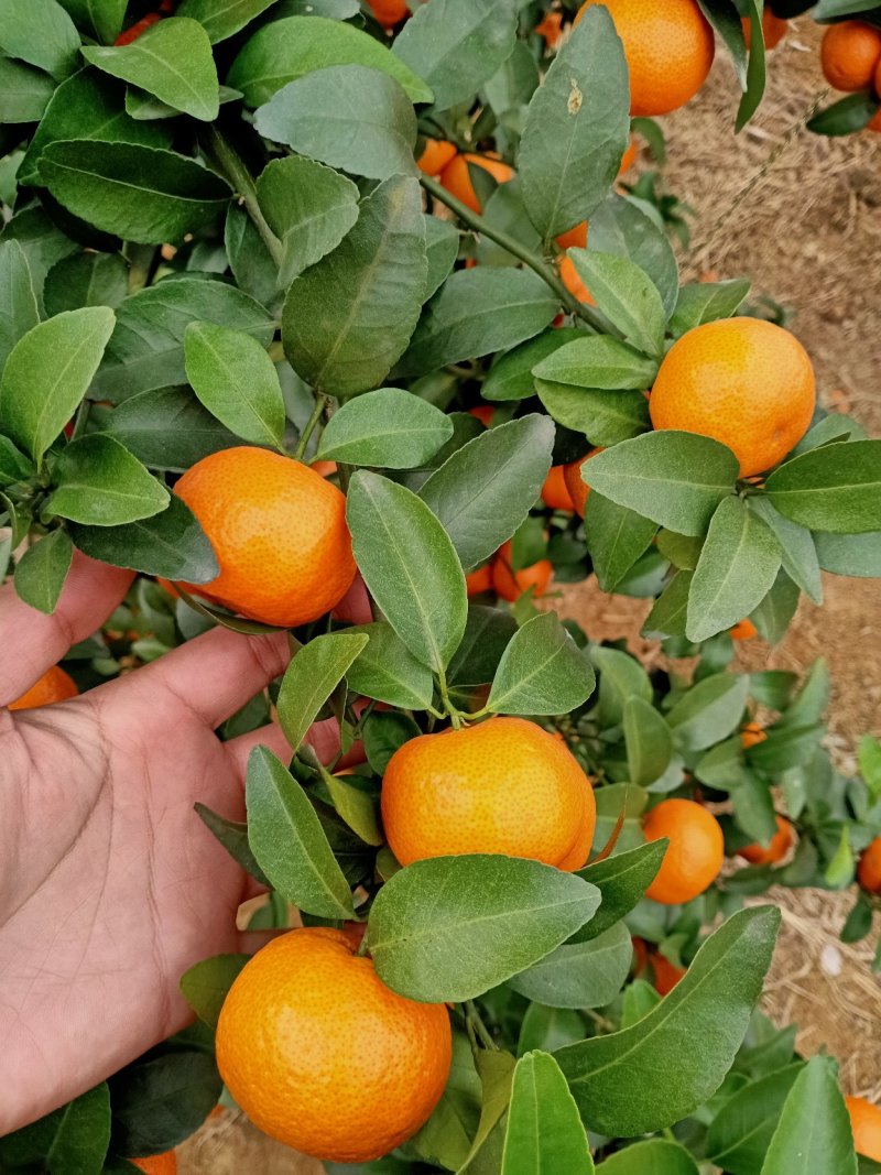 皮薄味甜多汁阳朔砂糖橘一件免邮，大量采购也可以