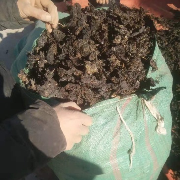 青海祁连地皮菜