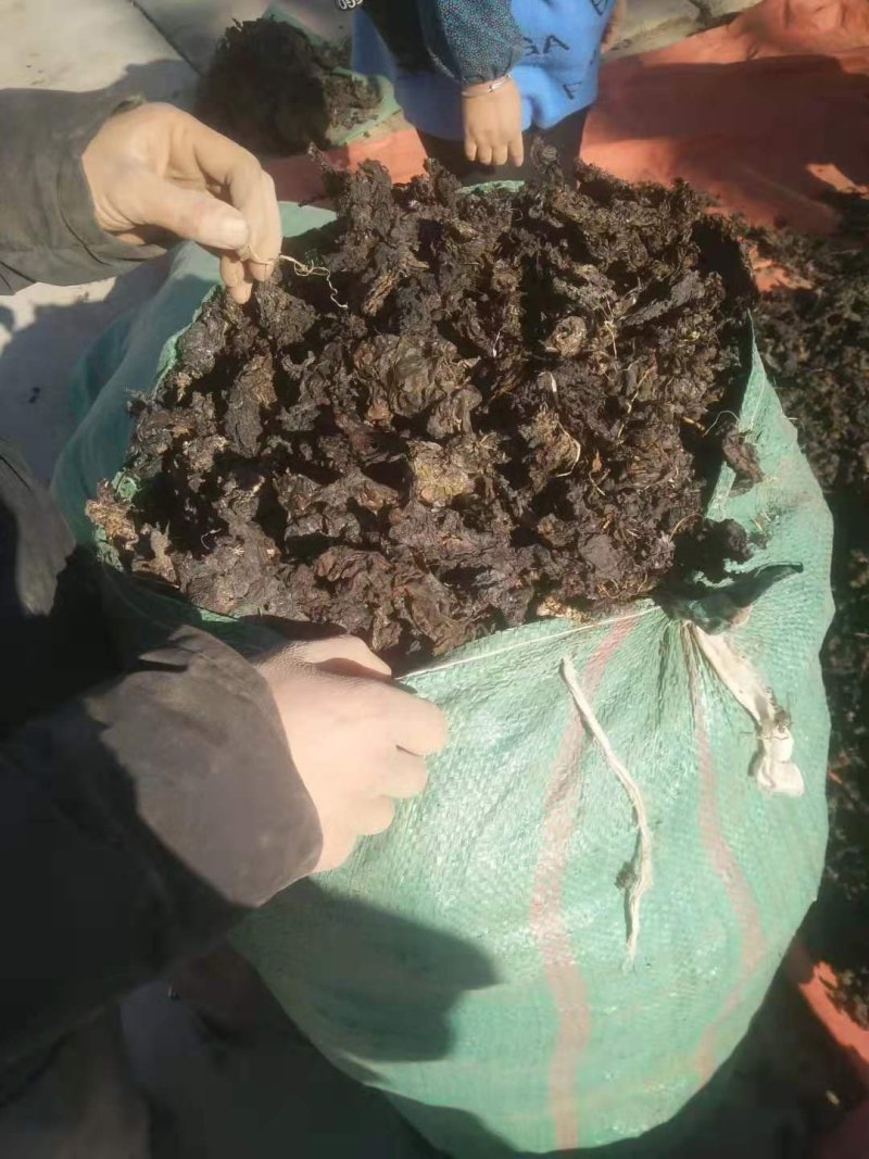 青海祁连地皮菜