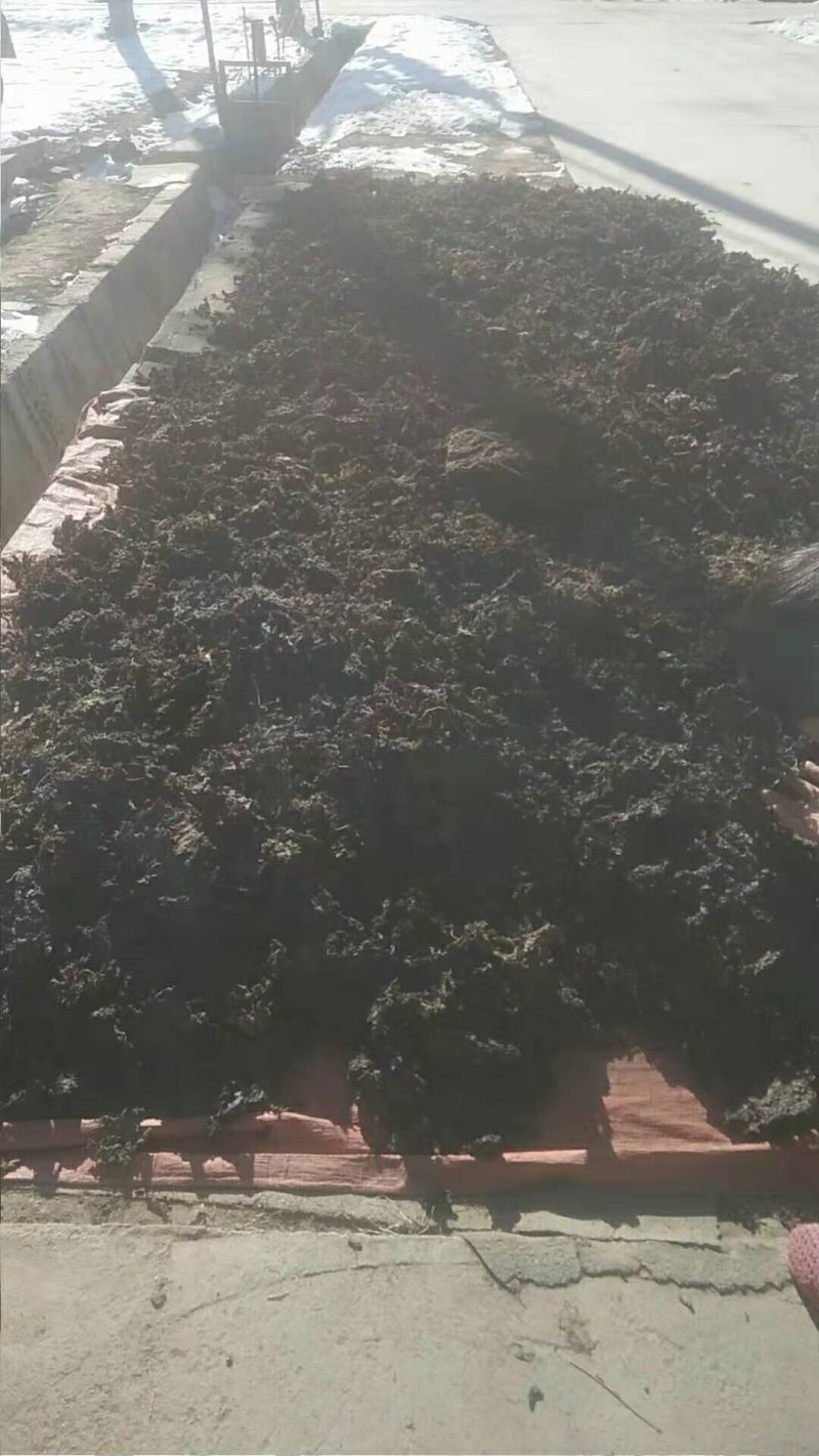 青海祁连地皮菜