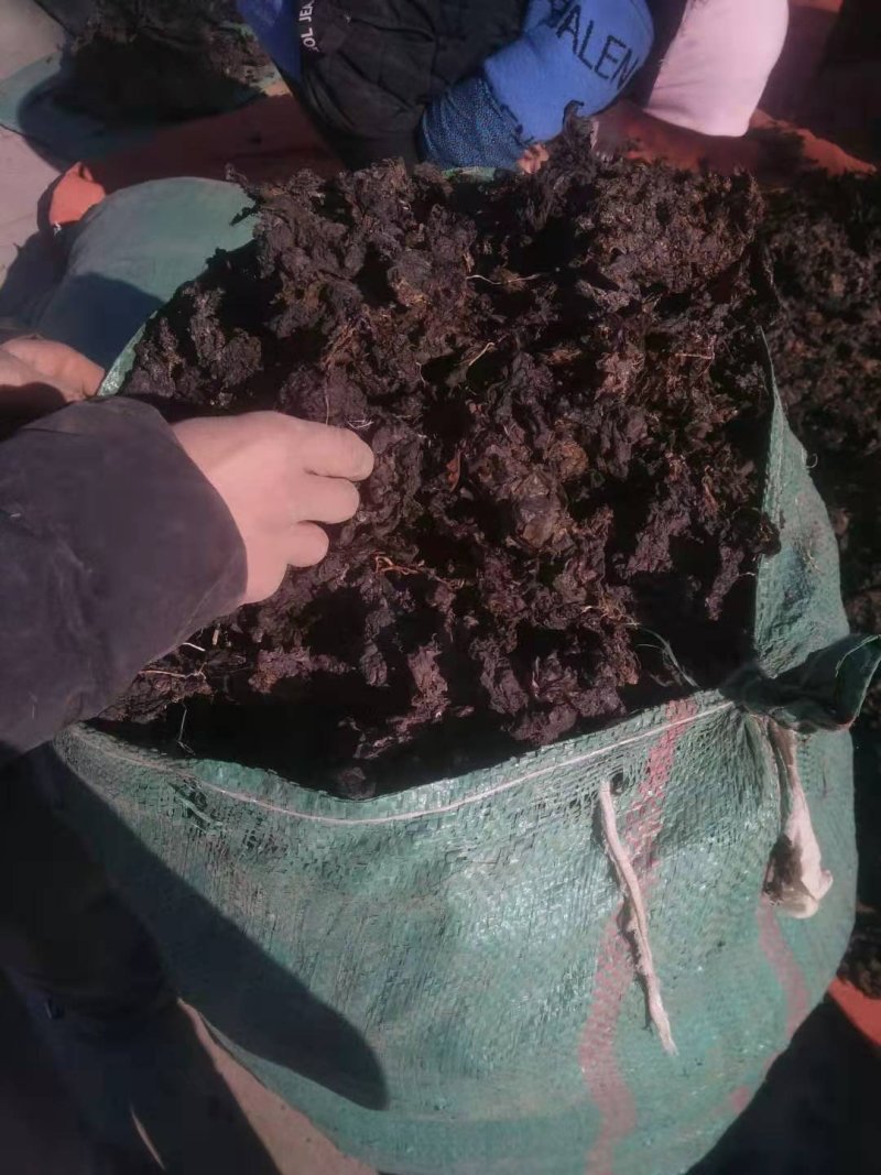 青海祁连地皮菜