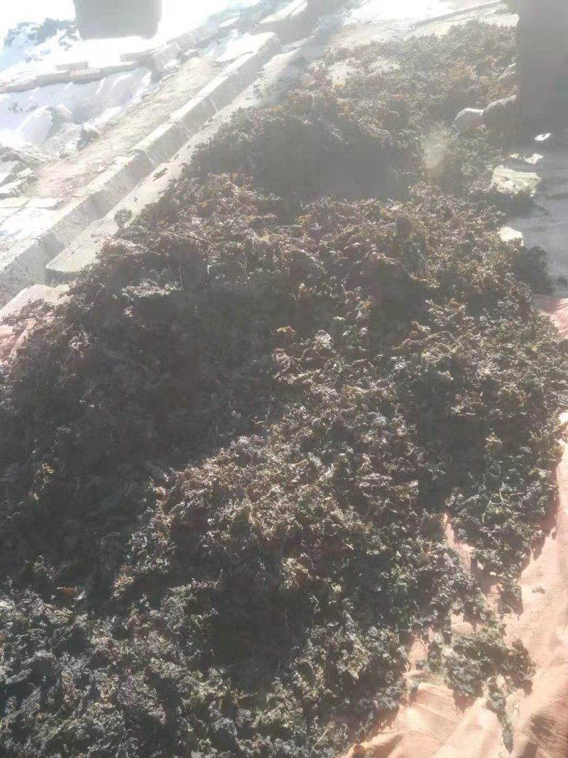 青海祁连地皮菜