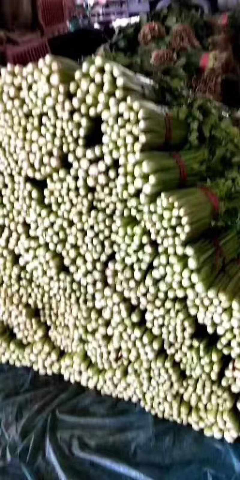 邯郸精品芹菜条形直色泽鲜，基地直发，量大价优，欢迎来电选购