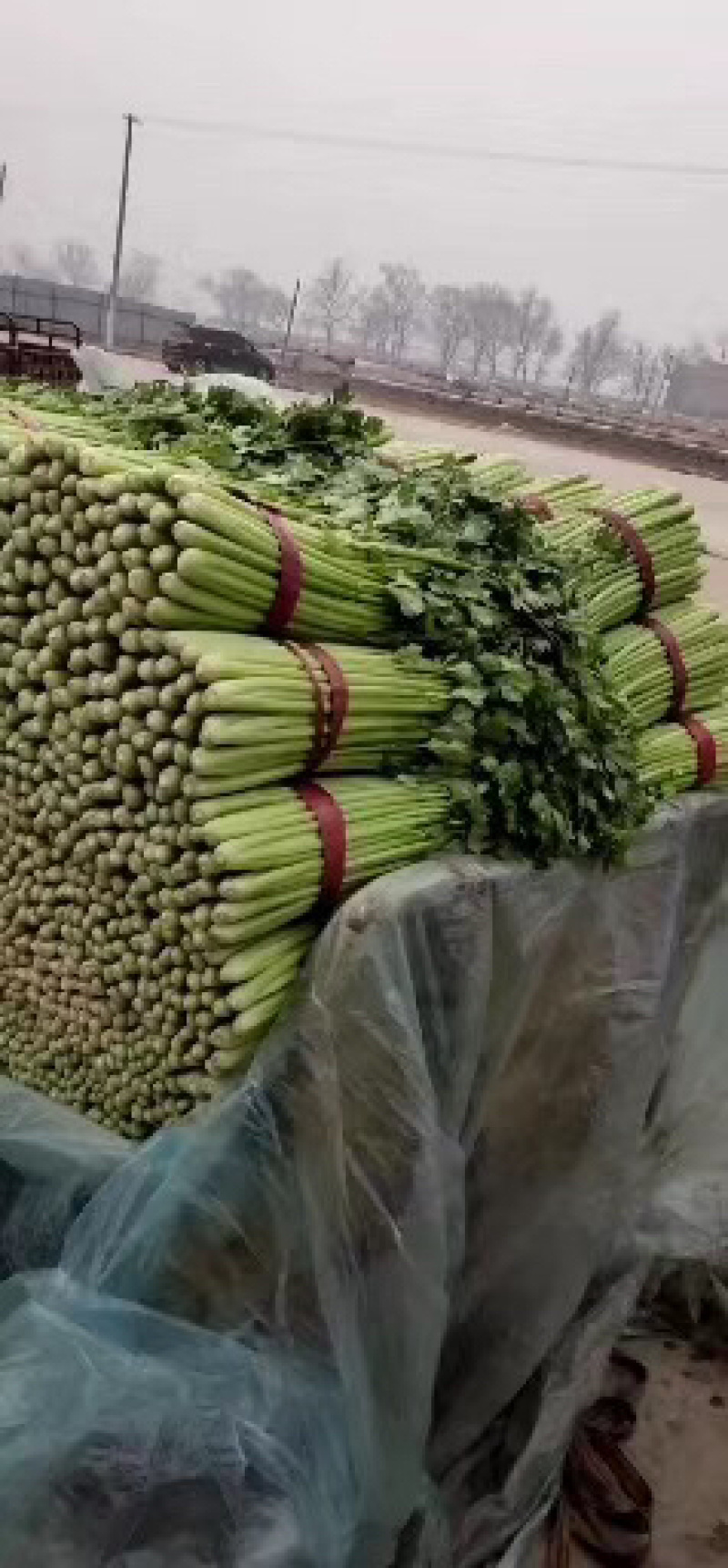邯郸精品芹菜条形直色泽鲜，基地直发，量大价优，欢迎来电选购