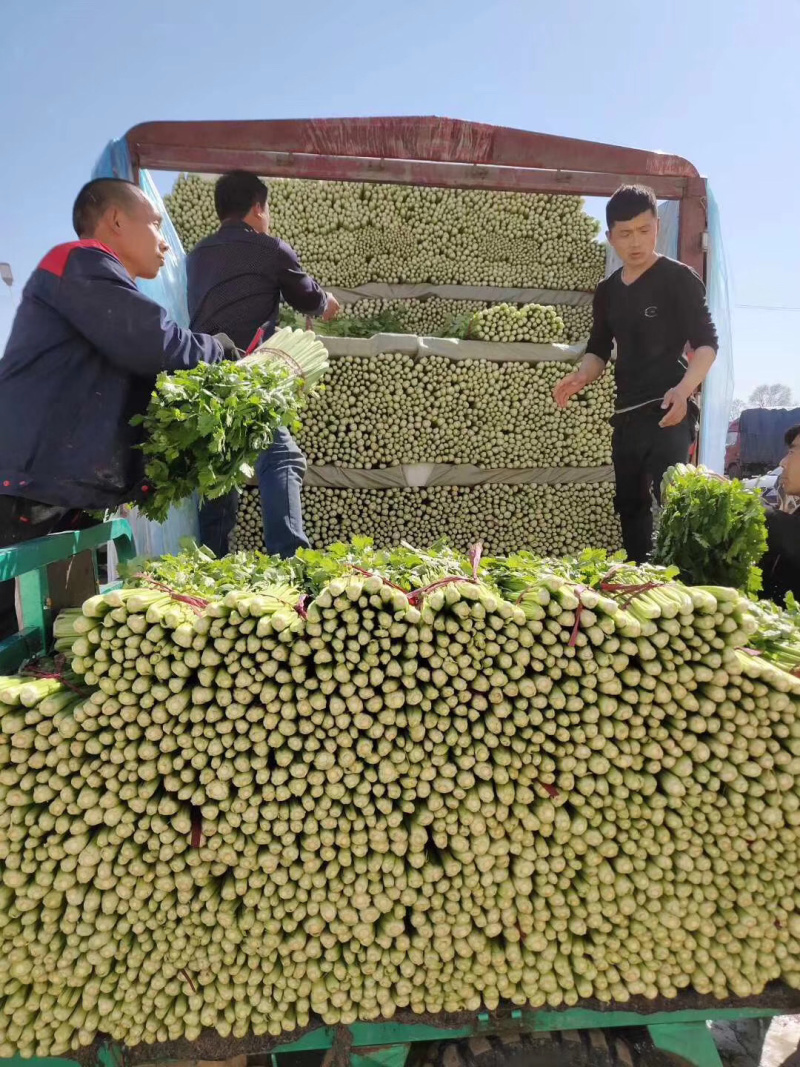 邯郸精品芹菜条形直色泽鲜，基地直发，量大价优，欢迎来电选购