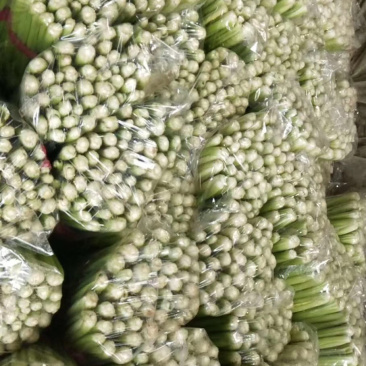邯郸精品芹菜条形直色泽鲜，基地直发，量大价优，欢迎来电选购