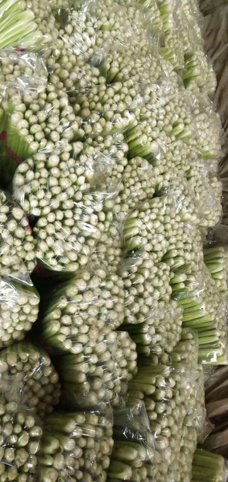 邯郸精品芹菜条形直色泽鲜，基地直发，量大价优，欢迎来电选购