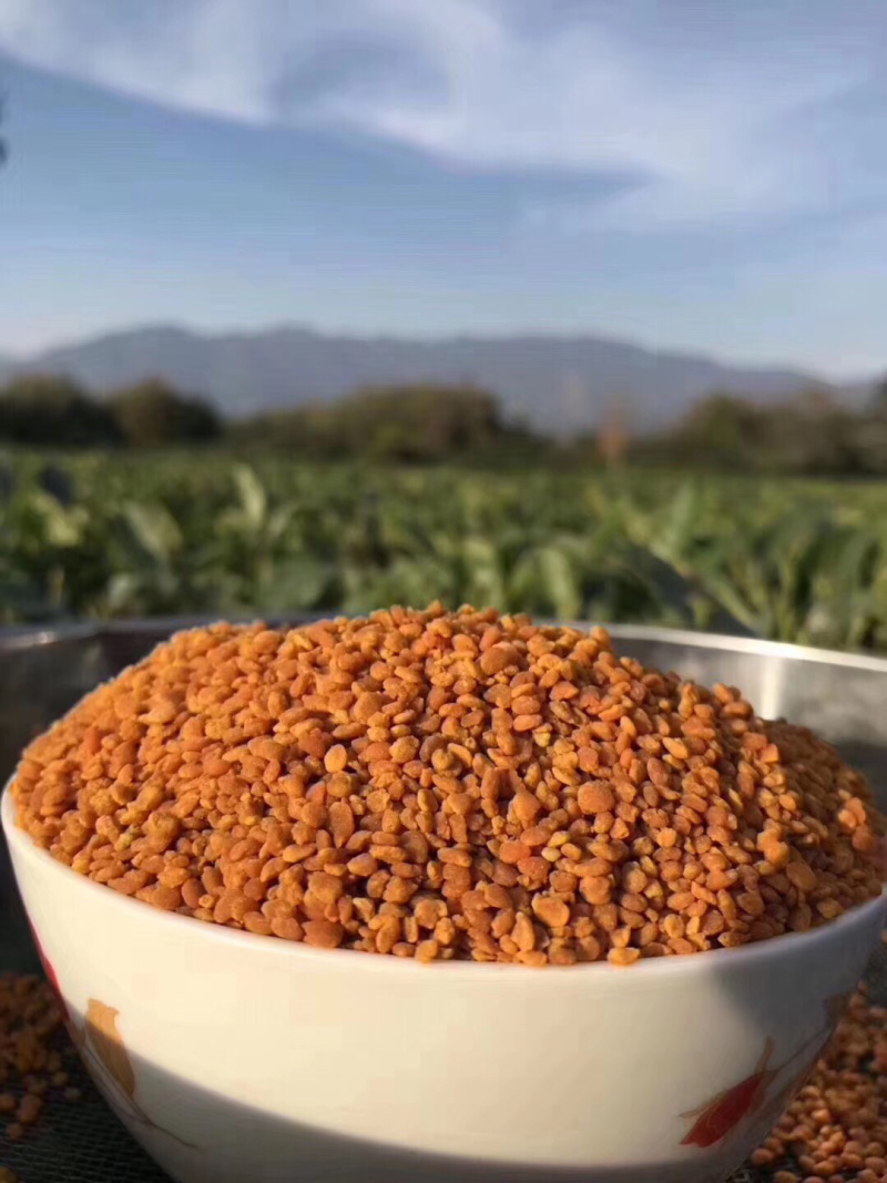 特价包邮四川产纯茶花花粉特级茶花花粉茶花蜂花粉