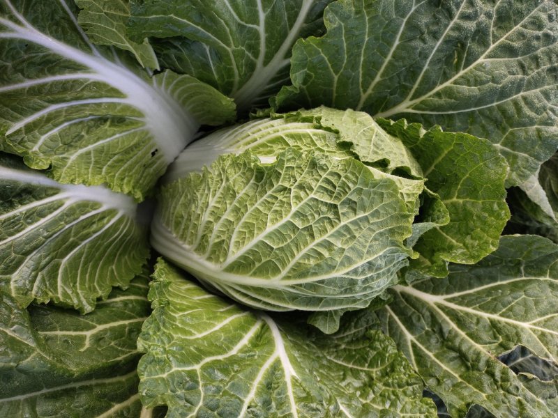 牛商推荐大量供精品黄心大白菜量大有优惠