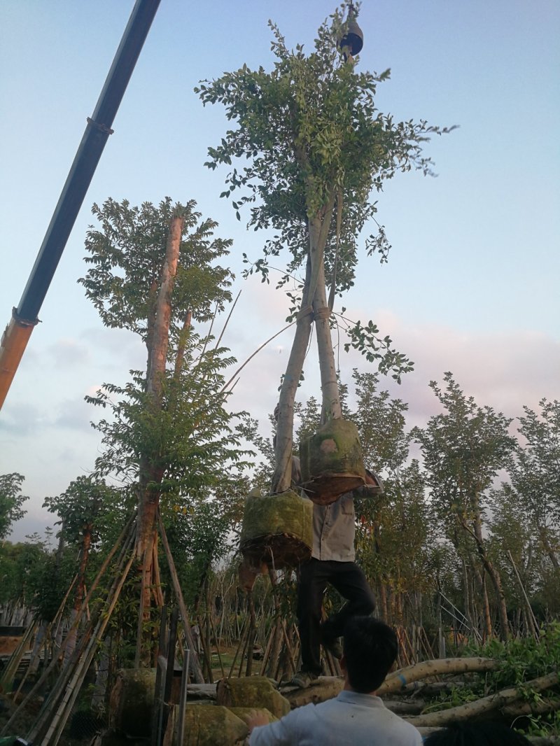 小叶榕，小叶榕袋苗，假植苗小叶榕二百棵起售