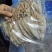 烧烤鱿鱼芥末鱿鱼广东鱿鱼3AAAA