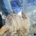 烧烤鱿鱼芥末鱿鱼广东鱿鱼3AAAA