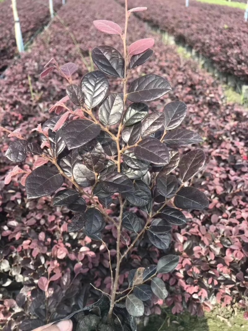 红继木，红花檵木基地，四川红继木价格，成都红继木批发