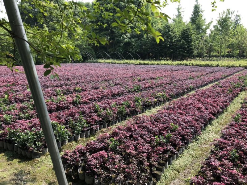 红继木，红花檵木基地，四川红继木价格，成都红继木批发