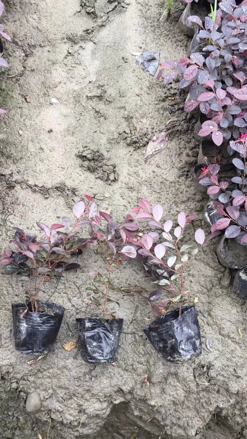 红继木，红花檵木基地，四川红继木价格，成都红继木批发