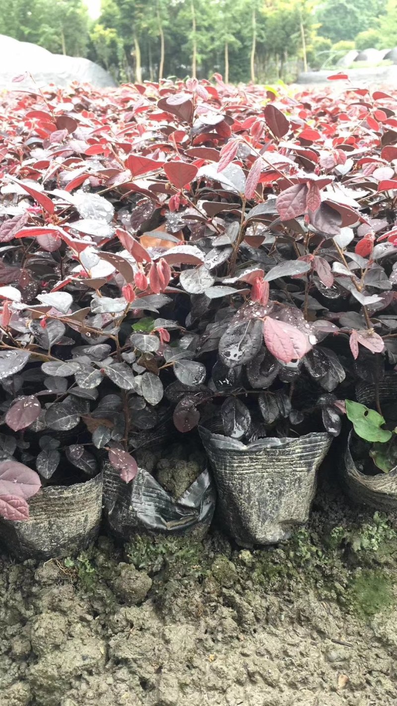 红继木，红花檵木基地，四川红继木价格，成都红继木批发