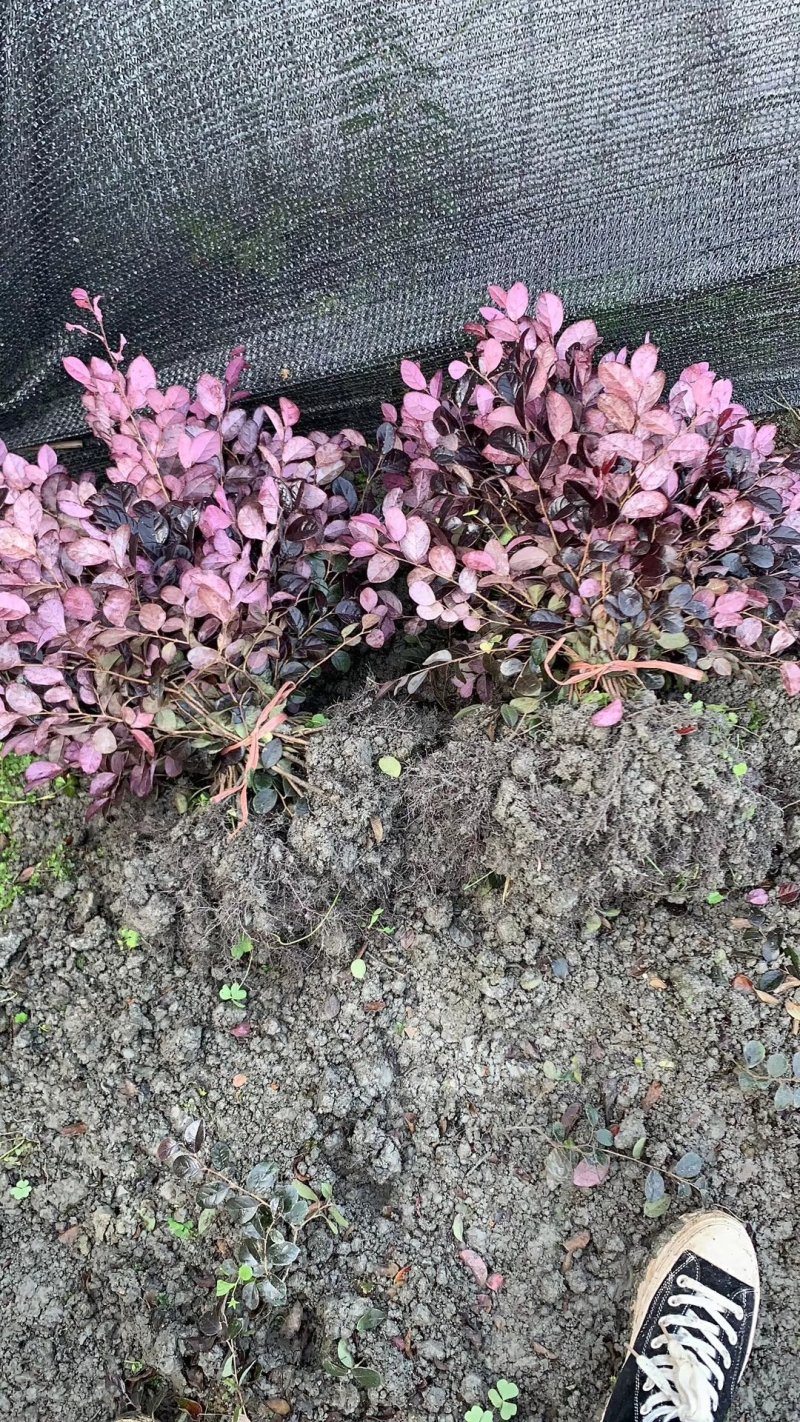 红继木，红花檵木基地，四川红继木价格，成都红继木批发