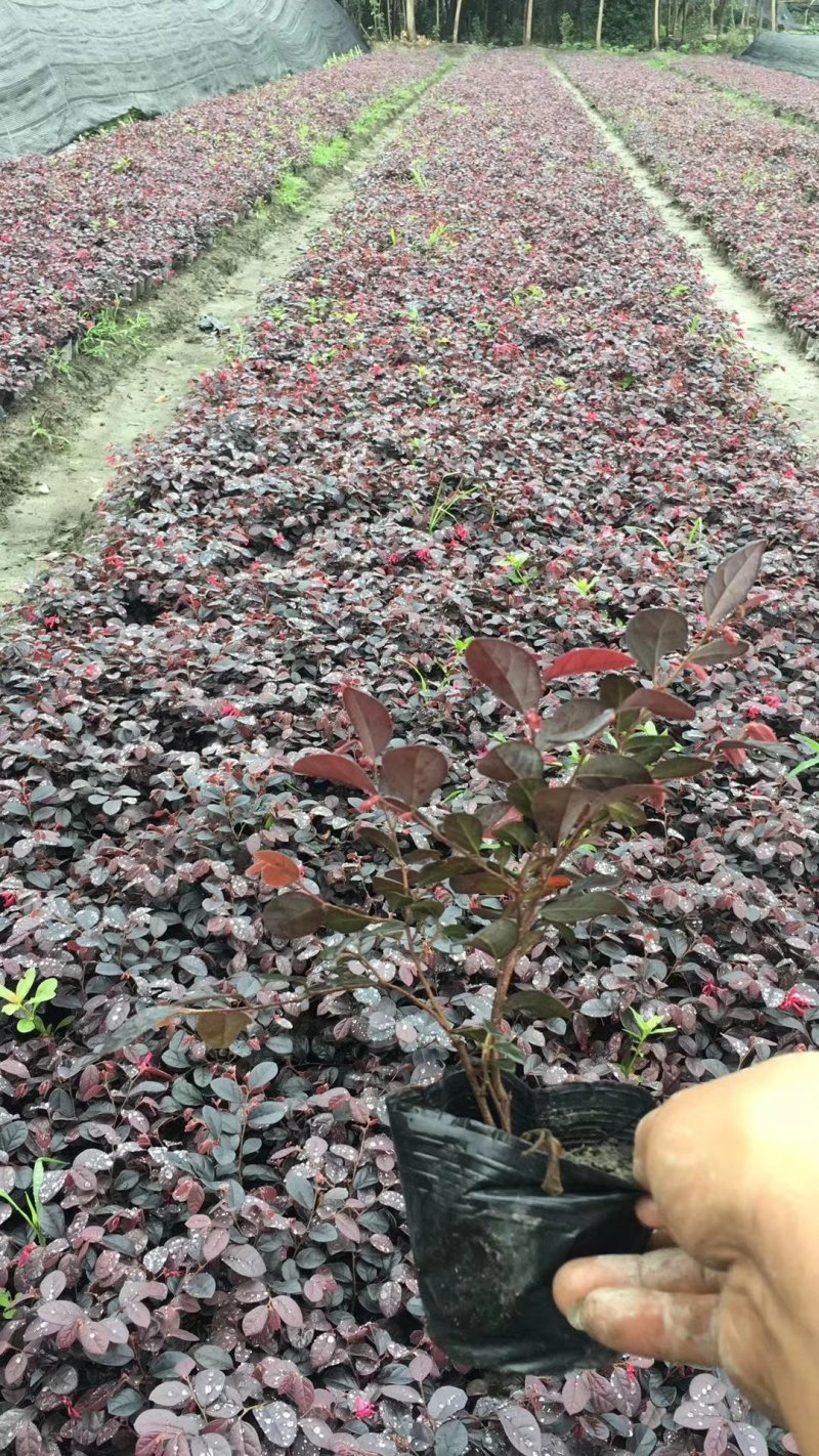 红继木，红花檵木基地，四川红继木价格，成都红继木批发