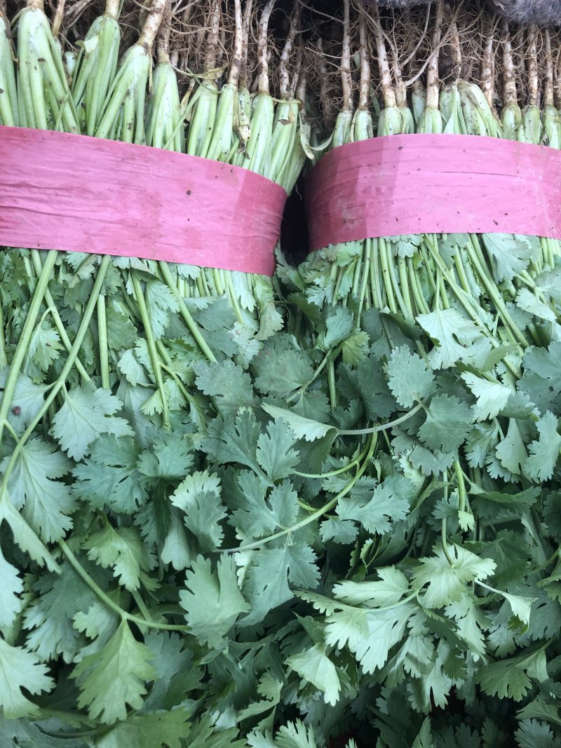 精品大叶香菜，产地直发，需要联系，20～30公分