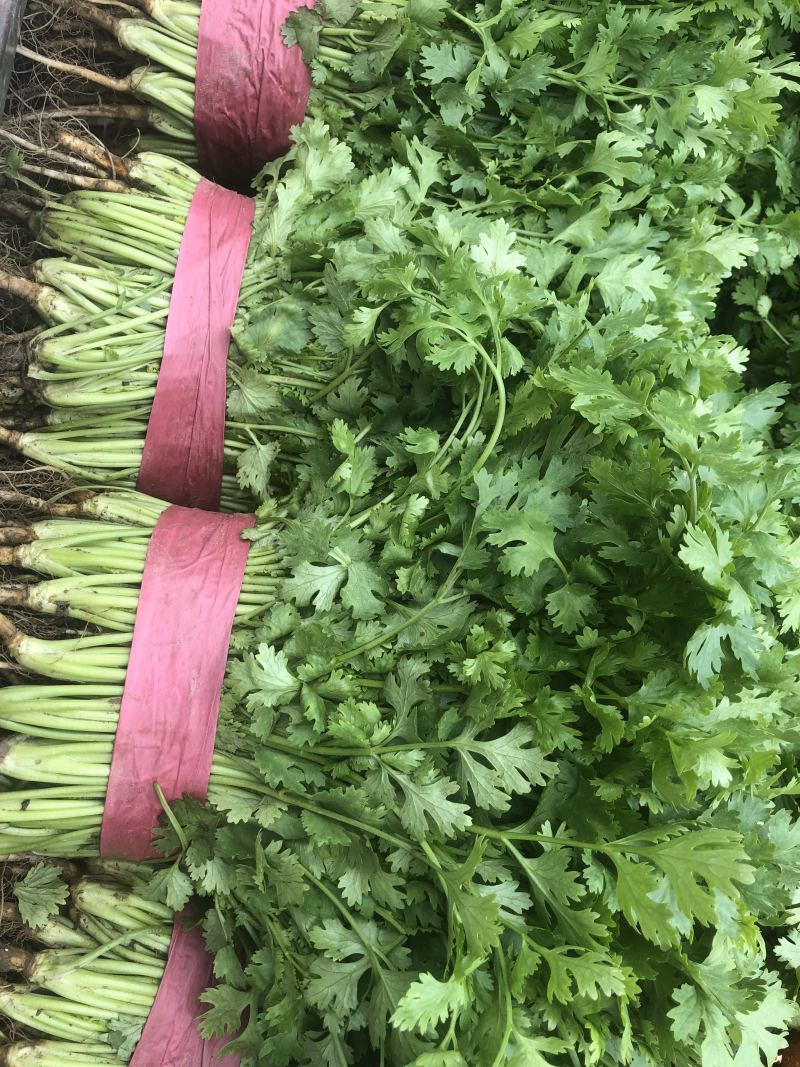 精品大叶香菜，产地直发，需要联系，20～30公分