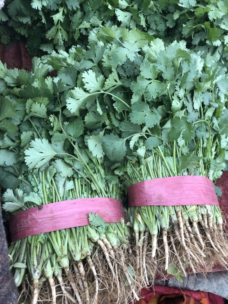 精品大叶香菜，产地直发，需要联系，20～30公分