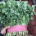 精品大叶香菜，产地直发，需要联系，20～30公分