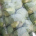 河北邯郸精品甘蓝，现货发售，可供美团电商加工厂