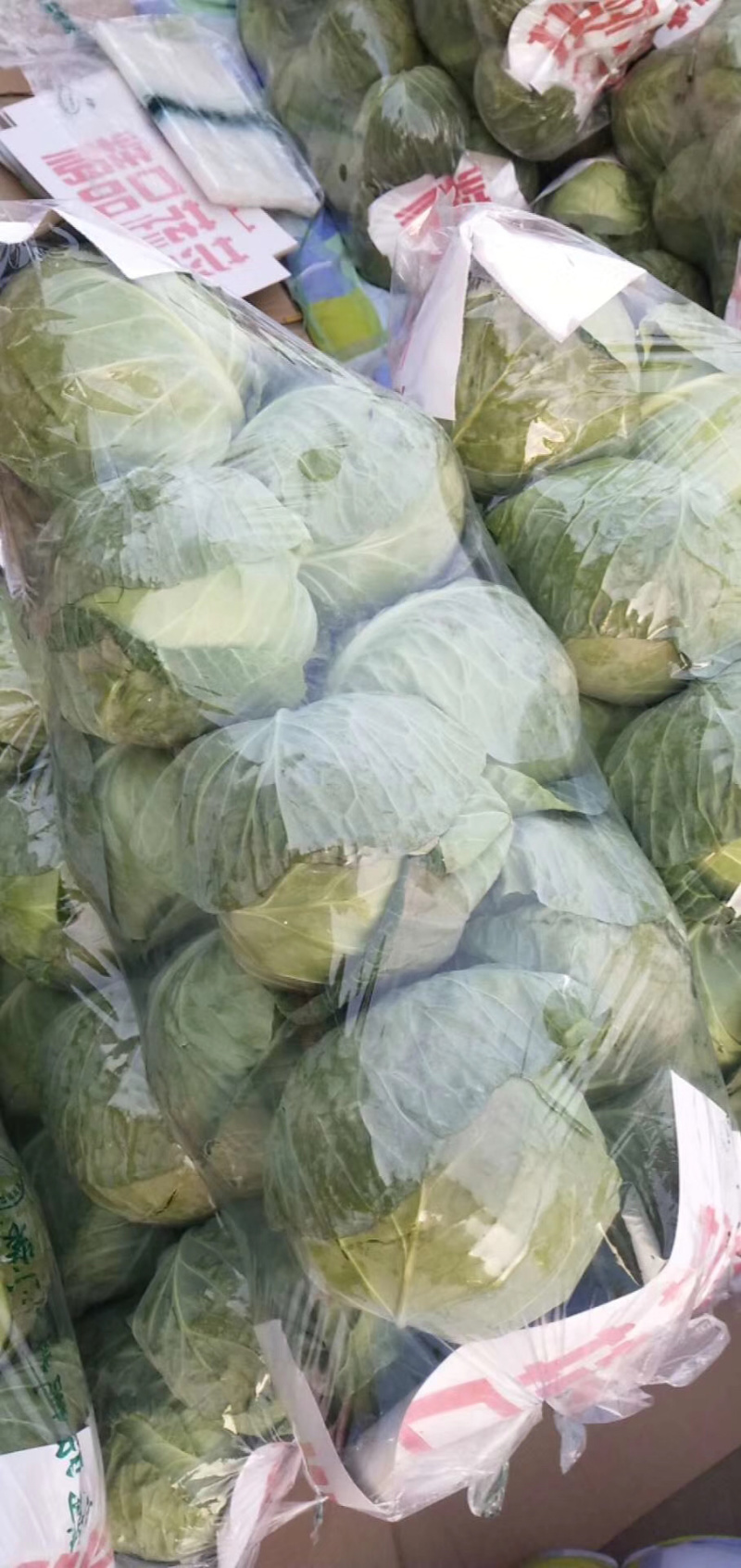 河北邯郸精品甘蓝，现货发售，可供美团电商加工厂