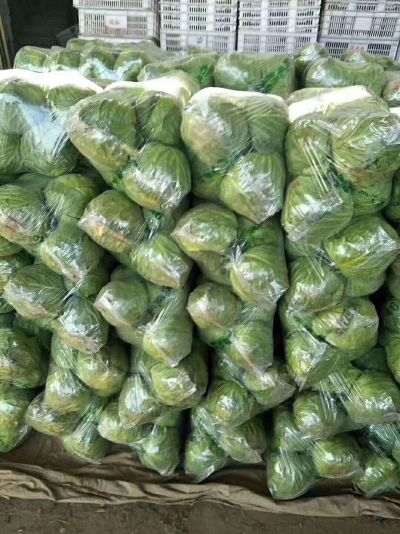 河北邯郸精品甘蓝，现货发售，可供美团电商加工厂