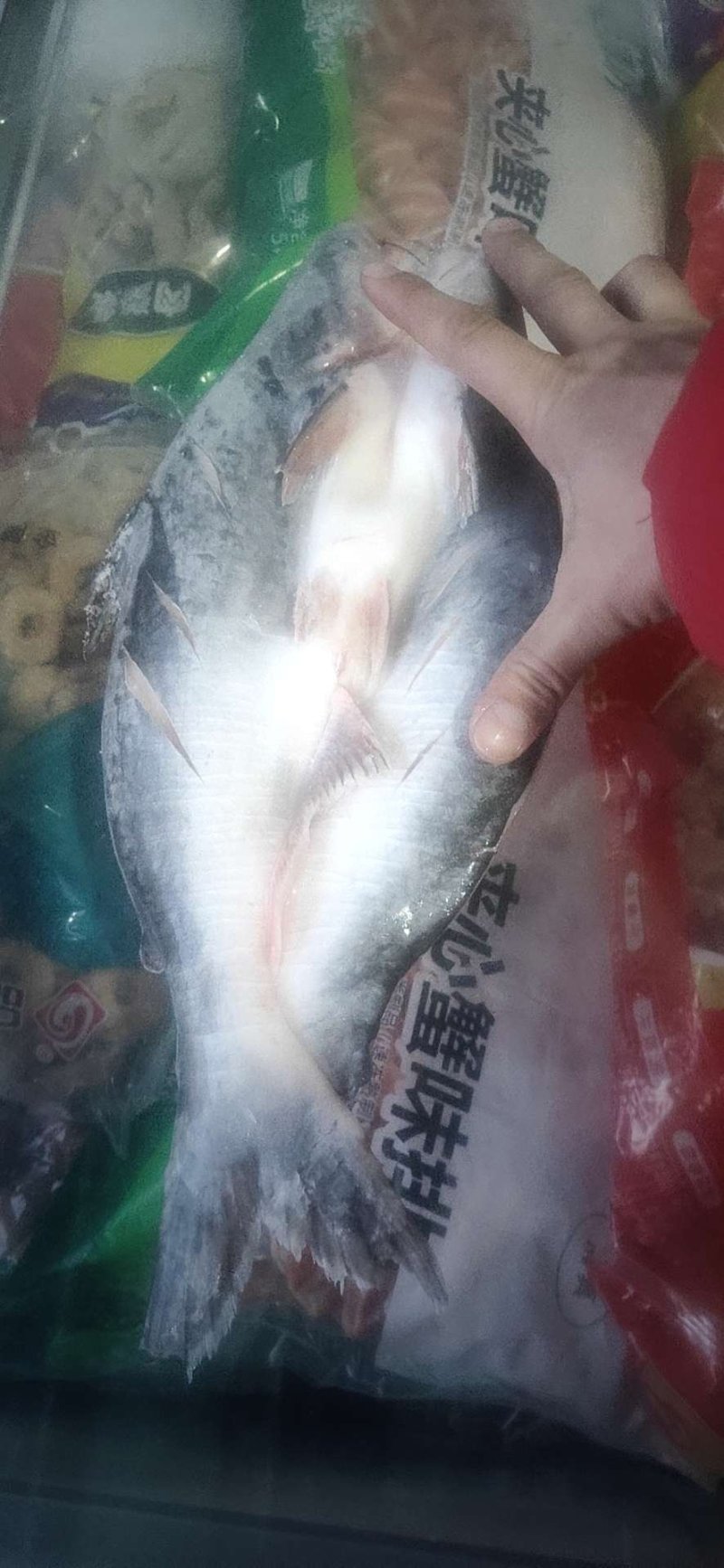 开背鱼
