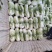 河南焦作大白菜大量上市