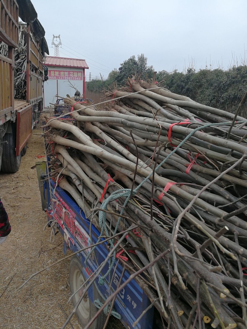 1-4年核桃苗量大从优专业育苗占地用苗长期供货诚信经营