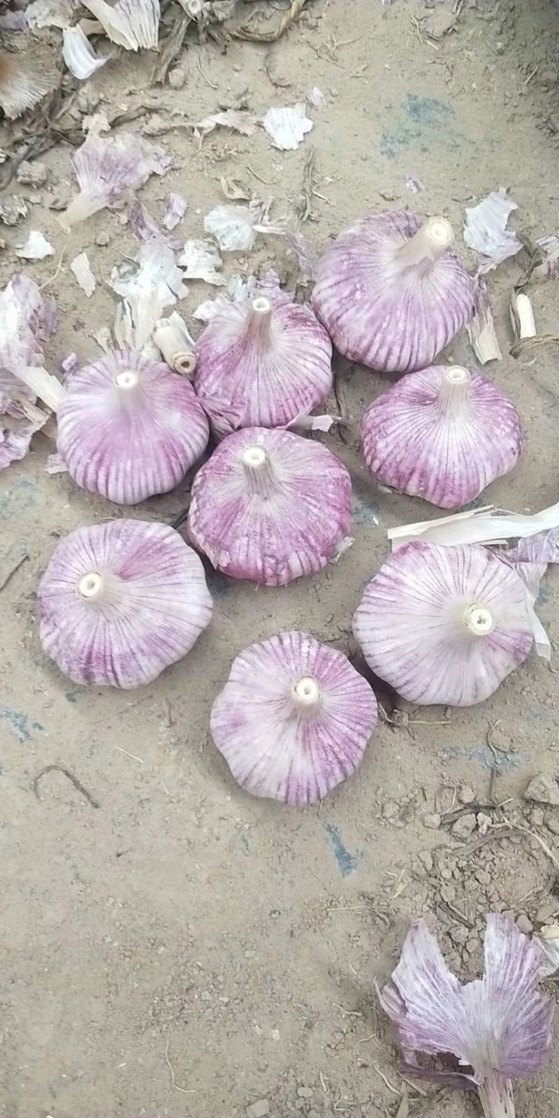 山东金乡早熟紫皮大蒜代收代存代销货源充足欢迎咨询