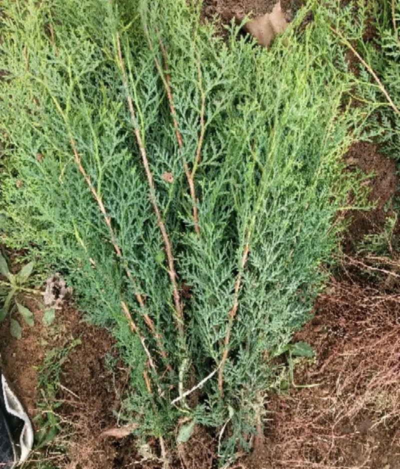 侧柏苗苗高25公分起左右成活率高【包邮】